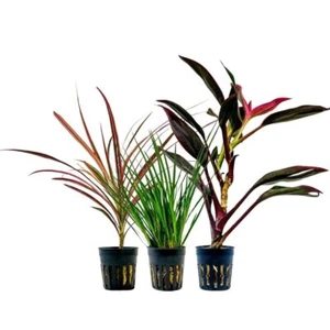 Pflanzen Set mit 3 lebenden Terrarienpflanzen Paludariumpflanzen AquaOne Nr.278 - Bild 1 von 5