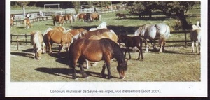 2003 -- CONCOURS MULASSIER DE SEYNE LES ALPES AUGUST 2001 U3010 - Bild 1 von 1