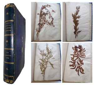 1878 Important HERBARIUM Abbé Dominique Dupuy FRENCH BOTANIST Plants Lectoure - Imagen 1 de 24