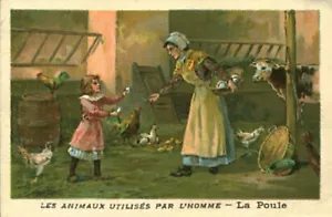 Image ancienne chromo les animaux utilisés par l'homme la poule - Foto 1 di 2