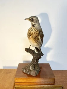 Taxidermy, Kuriositätenkabinett: Cesena. ( Turdus pilaris ) - Bild 1 von 6