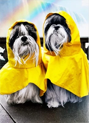 Avanti Press Anniversary Card "Together Whatever Weather!" Dogs in Raincoats - Image 1 of 4