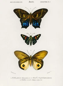 Different types of butterflies Wall Art (1806-1876). Professional Print quality - Picture 1 of 4