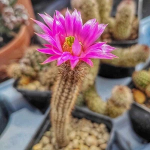 8CM Sukkulente Kaktus Pflanze Echinocereus Schmollii Cactaceae Hausgartenpflanze - Bild 1 von 13