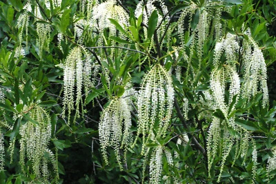 Swamp titi,  pollinator wetland plant (25+ seeds), free ship, 2024 crop - Image 1 of 3