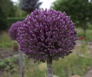 @ (◕‿◕)\\@ Allium Summer Drummer   1 Blumenzwiebel Gr.: 12/+ - Bild 1 von 1