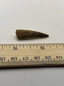 Pterosaur Pterodactyl 1.2” T00TH Dinosaur F0SSIL not T Rex Cretaceous CS 02 - Picture 1 of 6