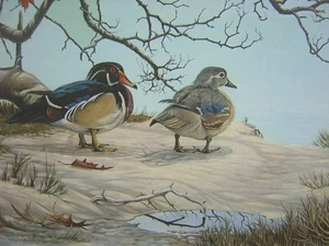 Richard Younger Wood Duck 1970's Signed Limited Edition Art Print - Picture 1 of 1
