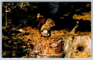 Bushy Tailed Squirrel, Vintage 1960s Chrome Postcard - Bild 1 von 2