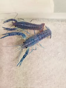 LIVE Electric Blue ADULT Crayfish 4-5" - Procambarus Alleni- UNSEXED ONLY - Picture 1 of 1