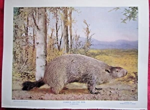 1899 ANTICA MARMOTTA WOODCHUCK STAMPA LITOGRAFIA ANIMALE - Foto 1 di 1