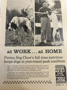 1964 Purina Dog Chow Magazin Anzeige English Pointer Dog, Printwerbung 8x11 - Bild 1 von 10