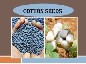 Herbaceous Cotton Plant Seed, Cotton Plant Seeds, Gossypium Herbaceum, pamba see - Picture 1 of 4