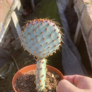 8CM Succulent Cactus Plant Opuntia Santarita(2-Head)Cactaceae Home Garden Plant - Picture 1 of 16