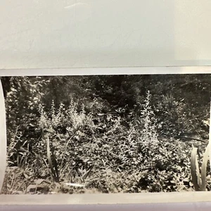 Blumen Garten Outdoor Vintage Foto Echtfoto - Bild 1 von 2