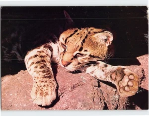 Postkarte Baby Ozelot - Bild 1 von 2