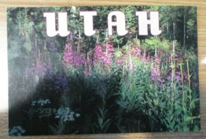 Utah Wildflowers - Post card - Picture 1 of 2