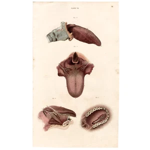 SCARCE 1822 LIZARS ANATOMY incisione folio colorata a mano PL VII, LA LINGUA - Foto 1 di 6