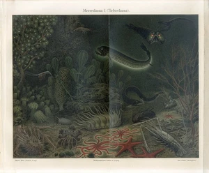 1895 TIEFSEEFISCH HUMMERKRABBE SEESTERN GARNELEN ALGEN Chromolithographie Druck - Bild 1 von 1