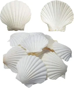 Scallop Shells Serving Food Large Natural White 4-5 Inches Sand NEW - Picture 1 of 2