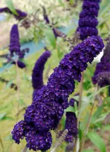 Buddleja davidii black knight | plug plant | Butterfly bush - Picture 1 of 1