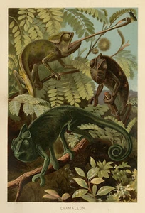 Antique Print-CHAMELEON-CAMOUFLAGE-COVER-Brehm-1892 - Picture 1 of 5