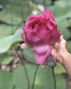 10 big Lotus Flower seed white & Pink Nelumbo Water Lily Sen Ta, hat sen - Picture 1 of 9