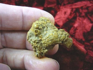 (PP450-73) 1" Genuine Fossil TURTLE POOP Coprolite DUNG WEIRD WA state scat poo - Picture 1 of 1