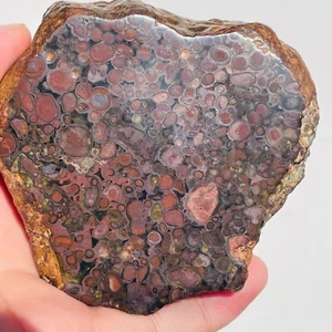 1,21 Pfund Natürlicher Metallischer Oolithischer Kalkstein Spherulite Kristallgeschnittene Mineralheilung - Bild 1 von 12