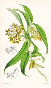 Saccolabium Denticulatum Bengal Orchid Botany Lithograph Curtis 4772 - Picture 1 of 1