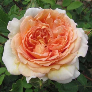 Bathsheba - 5.5lt Potted David Austin Climbing Garden Rose - Apricot - Fragrant - Picture 1 of 8