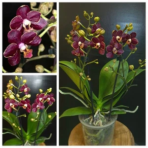 Phalaenopsis "Chocolate". 3 Spikes! Compact Plant. 12 Cm Pot. Dark Flowers. - Picture 1 of 7