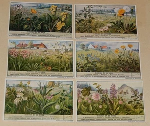 BLOEMEN OP DE WEIDE - Série complète 6 Chromos LIEBIG en langue flamande - Imagen 1 de 2