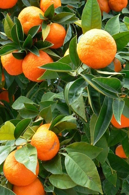 Huile essentielle Orange Douce pure et naturelle 50 ml