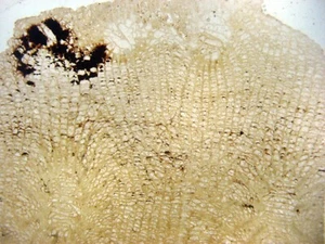Fossil thin section - Devonian coral Phillipsastraea Hamar Laghdad 1 per bid - Picture 1 of 3