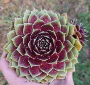 Hens & Chickens Plant Colorockz Coconut Crystal Sempervivum Hybrid In 2.5'' Pot - Picture 1 of 1