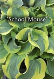 Hosta Dwarf School Mouse Mini Live Starter Plant - Picture 1 of 6
