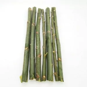 50 Austree Hybrid Willow Trees Fast Growing Shade Windbreak Cuttings Ready2root - Picture 1 of 9