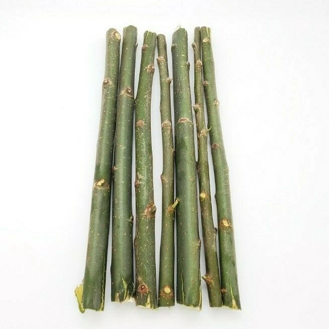 50 esquejes de cortavientos híbridos de sauce de crecimiento rápido Austree Ready2root Foto 1 de 4