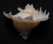edspalshells - Babelomurex  deburghiae  19.7mmF++,deep water sea snail sea shell