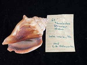 Strombidae Strombus Alatus Muschel - Lake Worth, Florida, 1965 - 76 mm - Bild 1 von 8