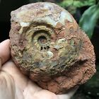 329Gr Amazing Whole Permian Brown  Ammonite Fossil Best Stura Mollusca Timor