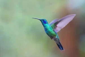Green Violet Ear Hummingbird Costa Rica by Jim Cumming Wildlife Photography - Picture 1 of 3
