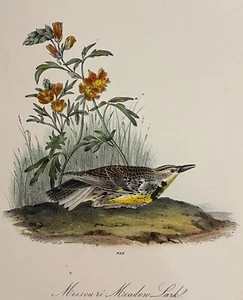 Audubon Missouri Meadow Lark Pl 489 Birds Of America 2da Ed. Royal Octavo - Imagen 1 de 3