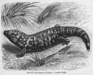 Gilatier Skorpion-Krustenechse Heloderma horridum Holzstich 1892 Gila Mützel - Picture 1 of 1