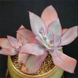 Ech. cante X Ech. strictiflora var Nova (black edge) mature plant well rooted - Picture 1 of 4