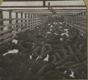 c1910 UNION STOCK YARDS CHICAGO THOUSANDS OF HOGS SLAUGHTERHOUSE STEREOVIEW 23-8 - Picture 1 of 3
