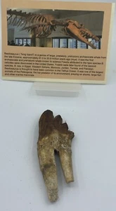 BASILOSAURUS TOOTH FOSSIL Late Eocene 40 Mi Yrs Old Artiodactyl JB9 - Picture 1 of 4