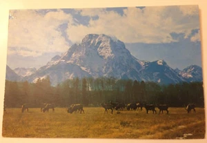 Wild Elk Herd Mount Moran Jackson Hole Wyoming Giant Postcard~9"x 6" Souvenir WY - Picture 1 of 5