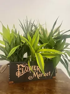 Draceana Sanderiana/ Lucky Bamboo Large 6 Mixed Cuttings - Picture 1 of 14